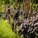Il Molinaccio Di Montepulciano Stazione